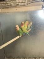 Agapornis růžohrdlý