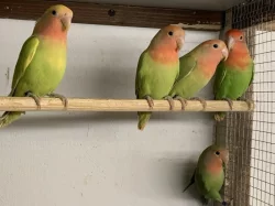 Agapornis růžohrdlý