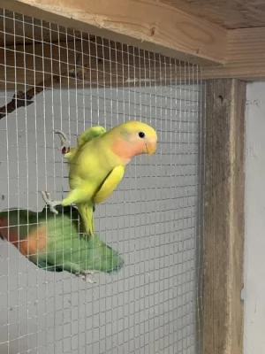 Agapornis růžohrdlý