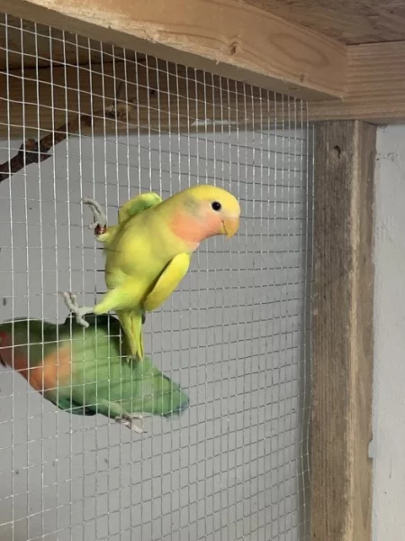 Agapornis růžohrdlý