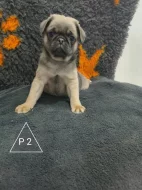 Mops štěňátka (bez PP)