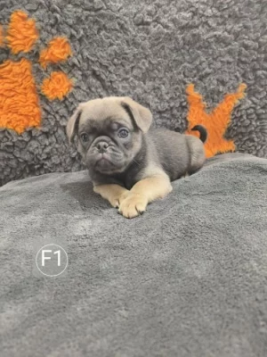 Mops štěňátka (bez PP)