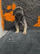 Mops štěňátka (bez PP)