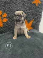 Mops štěňátka (bez PP)
