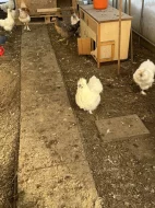 Kuřata hedvábničky