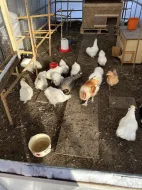 Kuřata hedvábničky