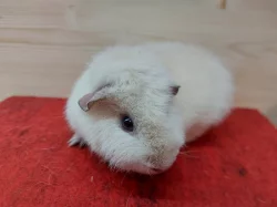 Morčátka US teddy