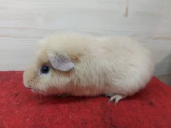 Morčátka US teddy