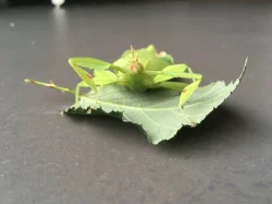 Lupenitka filipínská