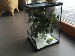 Lupenitka filipínská