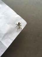 Lupenitka filipínská