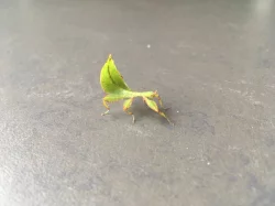 Lupenitka filipínská