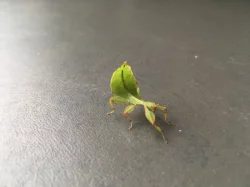 Lupenitka filipínská