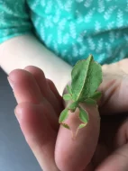 Lupenitka filipínská