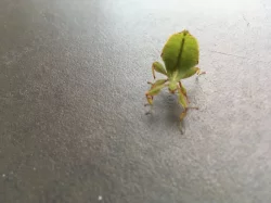 Lupenitka filipínská