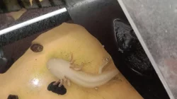 Axolotl mexické (Ambistoma mexicanum)