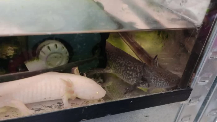 Axolotl mexické (Ambistoma mexicanum)