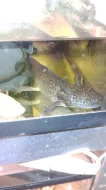 Axolotl mexické (Ambistoma mexicanum)