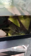 Axolotl mexické (Ambistoma mexicanum)