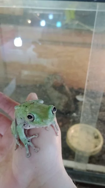 Rosnice siná (Litoria caerulea)