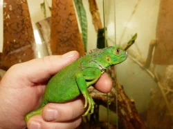 Leguán zelený (Iguana iguana)