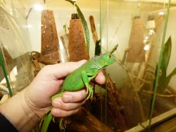 Leguán zelený (Iguana iguana)