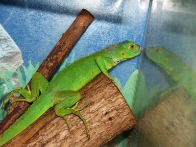 Leguán zelený (Iguana iguana)