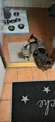 Kočičky opuštěné a bez domova