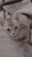 Mainská mývalí koťátka Zkřížená s Bengálskou kočkou