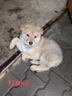 Prodám štěňata do dobrých rukou