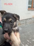 Prodám štěňata do dobrých rukou