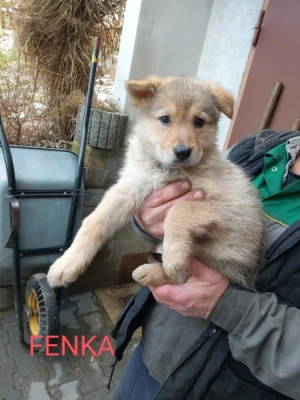 Prodám štěňata do dobrých rukou