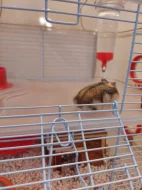 Křečci s klecí