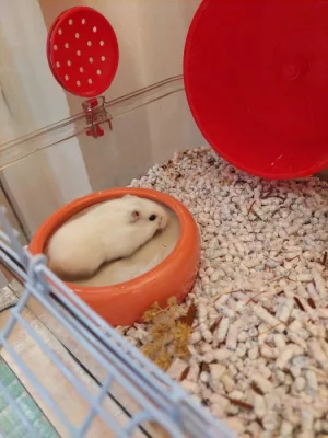 Křečci s klecí