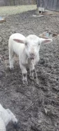 Jehňata