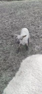 Jehňata
