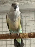 Amazoňan běločelý ( Albifrons ) krásný pár k chovu !!!