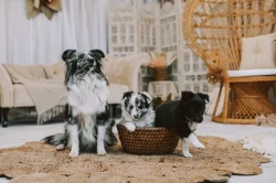 Štěně šeltie s PP