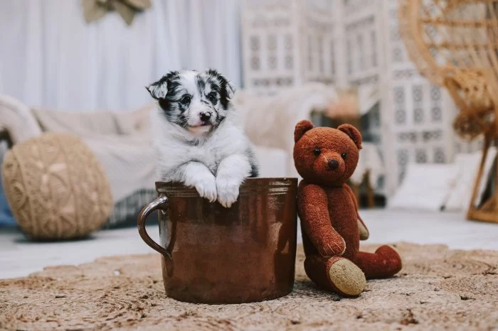 Štěně šeltie s PP