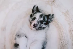 Štěně šeltie s PP