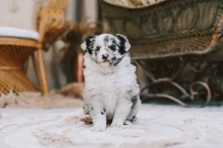 Štěně šeltie s PP