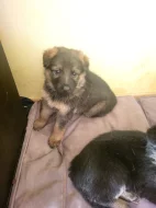 Prodej štěně německý ovčák - fenky