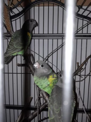 Poicephalus mayeri