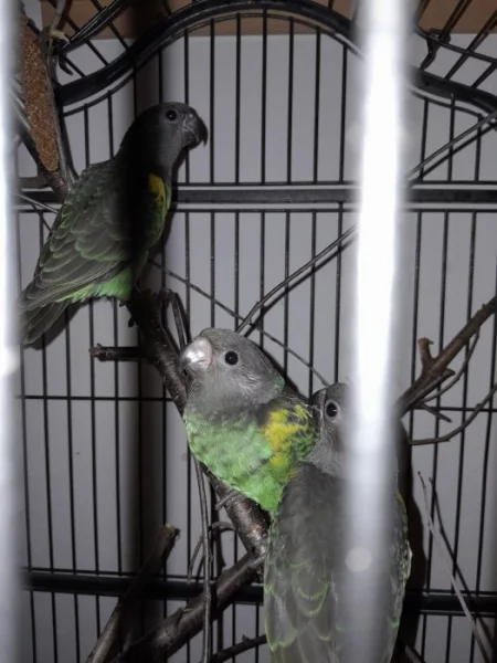 Poicephalus mayeri
