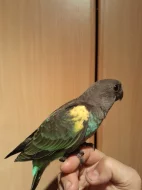 Poicephalus mayeri