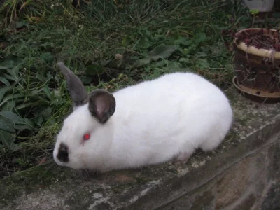 Kalifornský králík