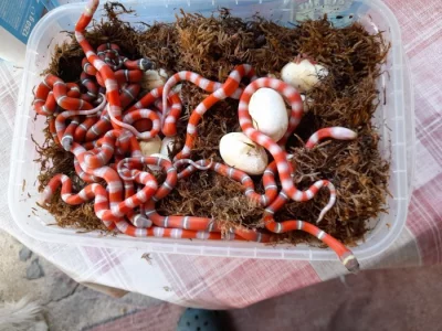 Korálovka, L.T.Nelsoni