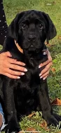 Labradorský Retriever s PP