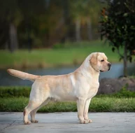 Labradorský Retriever s PP