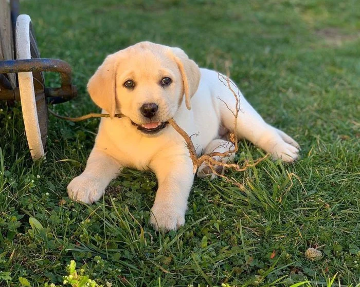 Labradorský Retriever s PP